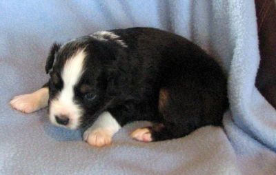 Cassie × NOAA litter