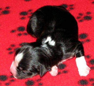Cassie × NOAA litter