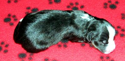 Cassie × NOAA litter