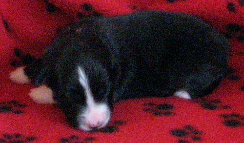Cassie × NOAA litter