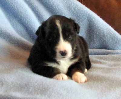 Cassie × NOAA litter