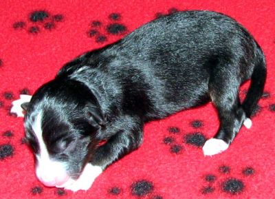 Cassie × NOAA litter