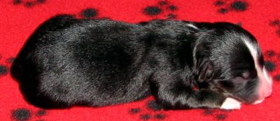 Cassie × NOAA litter