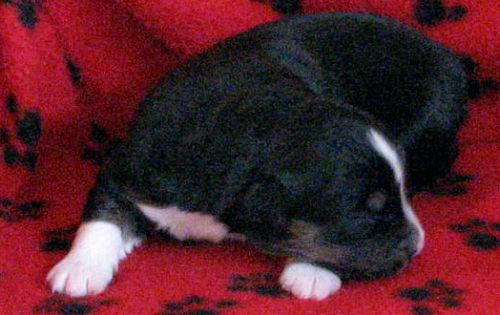 Cassie × NOAA litter