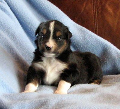 Cassie × NOAA litter
