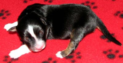 Cassie × NOAA litter