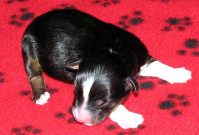 Cassie × NOAA litter