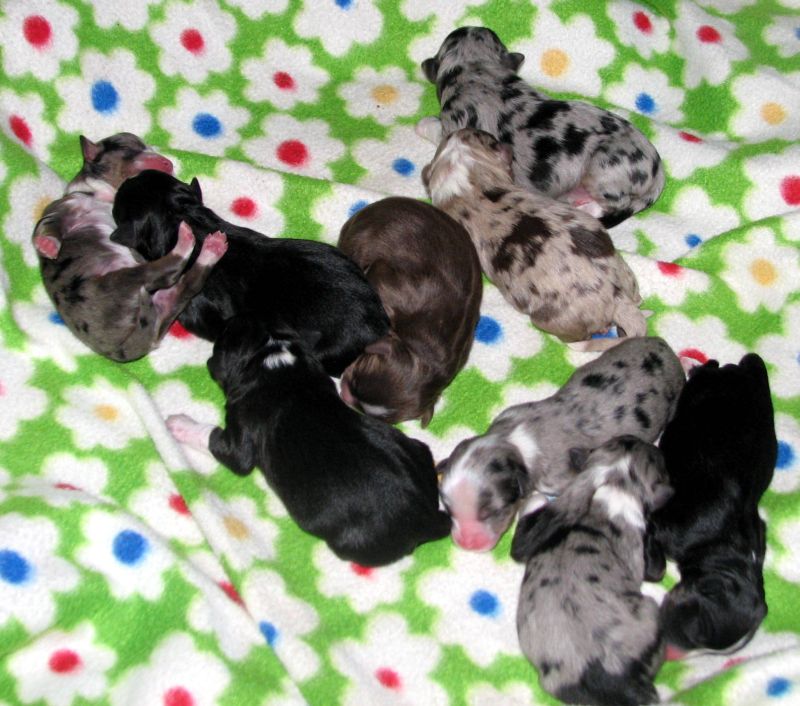 Cassie × NOAA litter