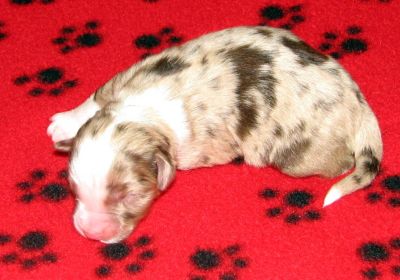 Cassie × NOAA litter