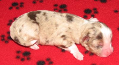 Cassie × NOAA litter