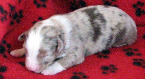 Cassie × NOAA litter