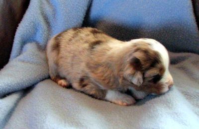 Cassie × NOAA litter