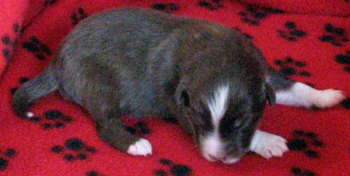 Cassie × NOAA litter