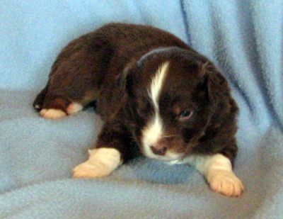 Cassie × NOAA litter