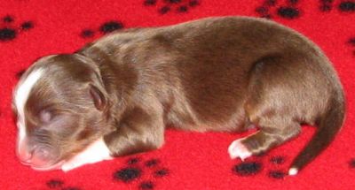 Cassie × NOAA litter