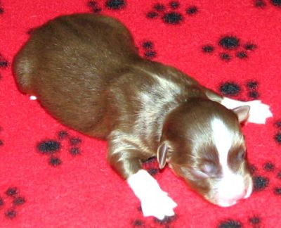 Cassie × NOAA litter