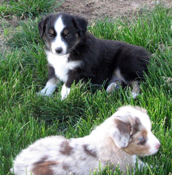 Cassie × NOAA litter