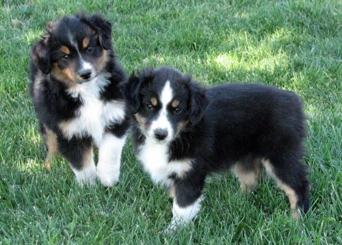 Cassie × NOAA litter