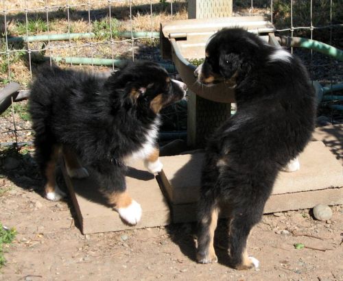 Cassie × NOAA litter