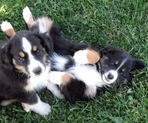 Cassie × NOAA litter