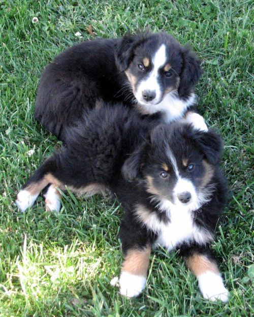 Cassie × NOAA litter