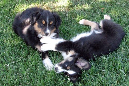 Cassie × NOAA litter