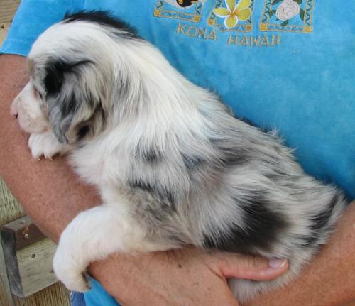Taffi × Scooter litter