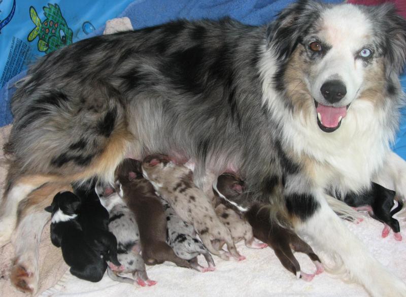 Cassie × Cody litter