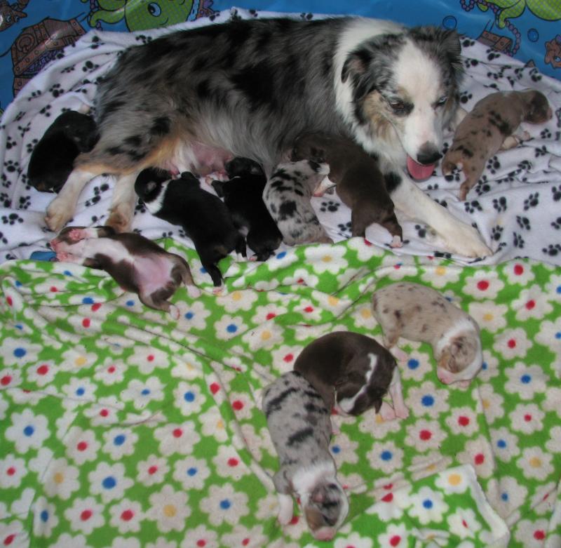 Cassie × Cody litter