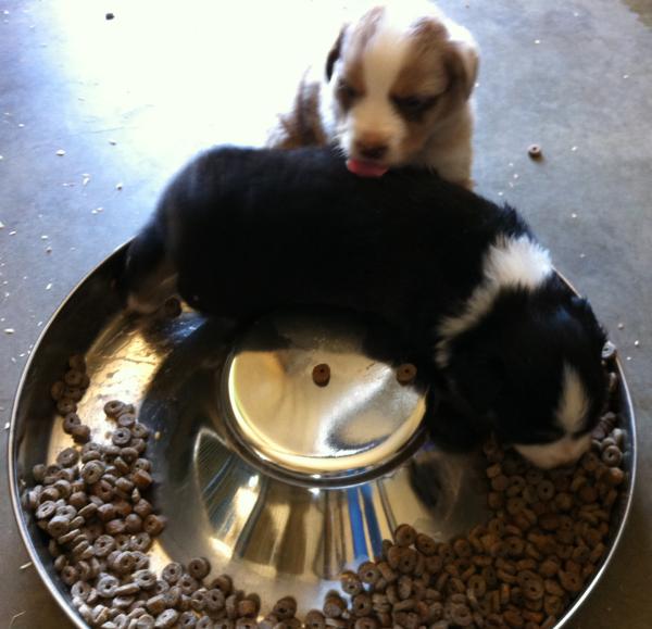 Cassie × Cody litter
