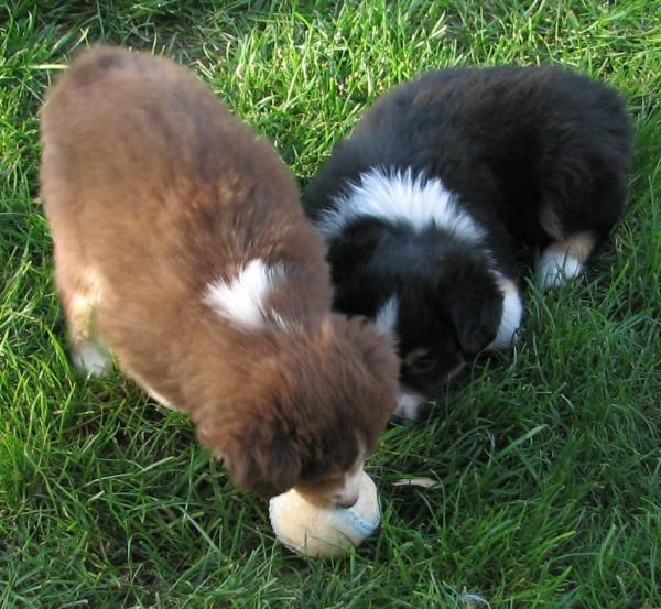 Cassie × Cody litter