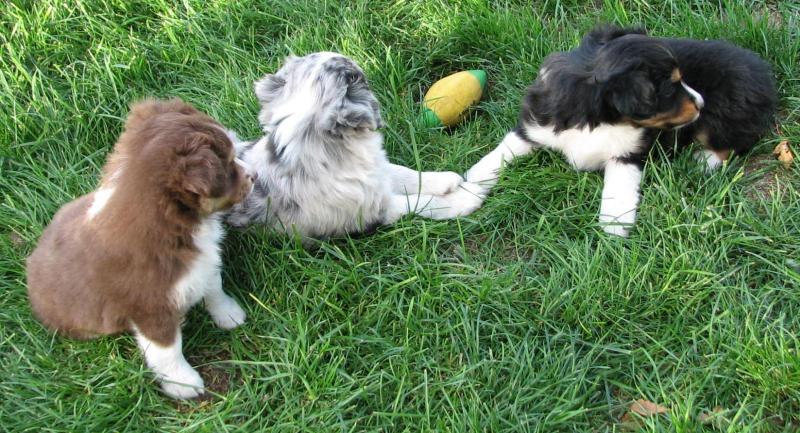 Cassie × Cody litter
