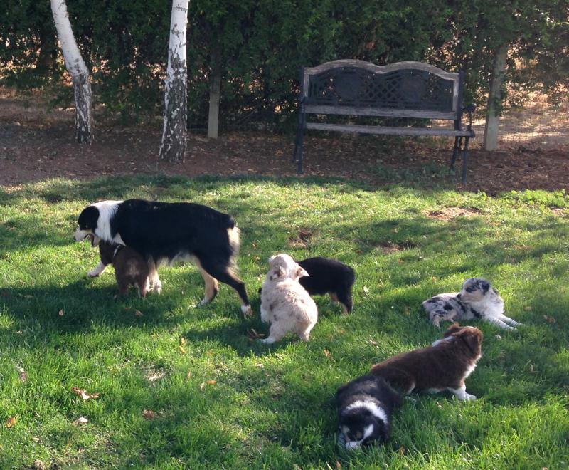 Cassie × Cody litter