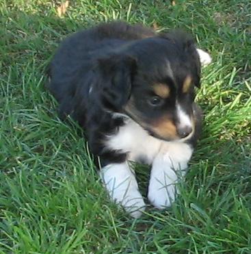 Shep