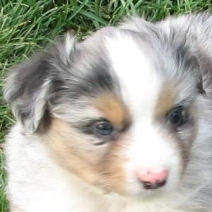 Rocky