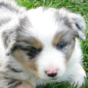 Cooper