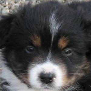 Dixie