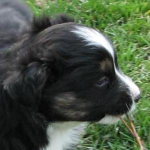 Nellie