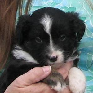 Duke