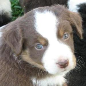Maverick