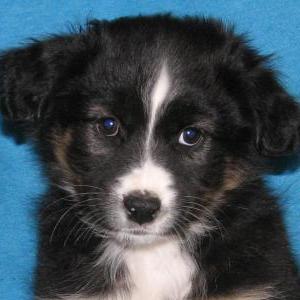 Piper