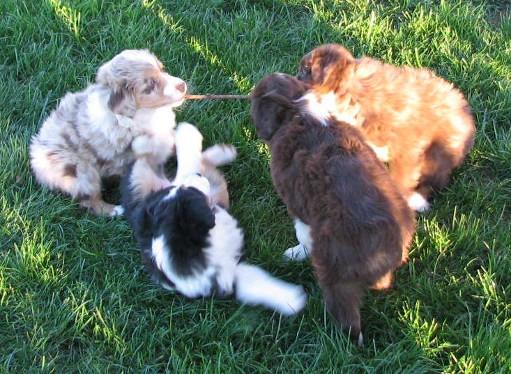 Sassy × Max litter