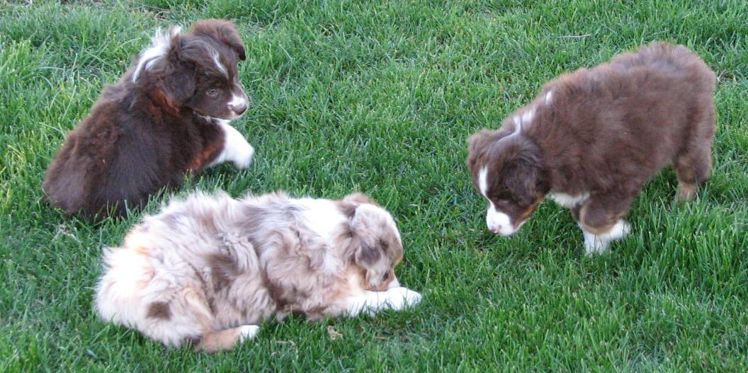 Sassy × Max litter