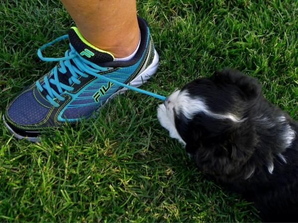 Taffi × Barkley litter