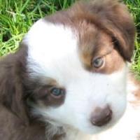 Beau