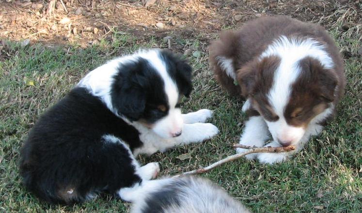 Opal × Max litter