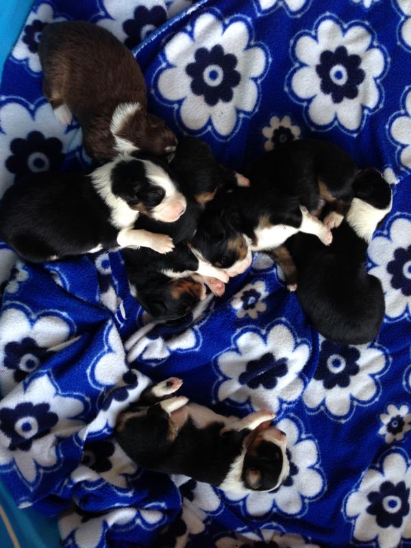 Sassy × Max litter
