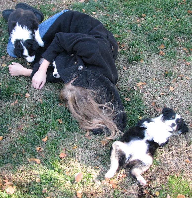 Sassy × Max litter