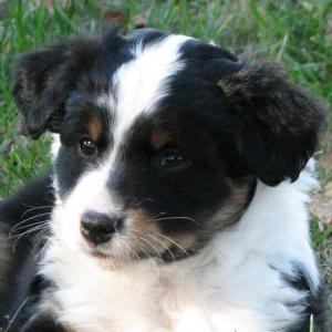 Charlie