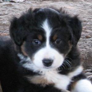 Tucker